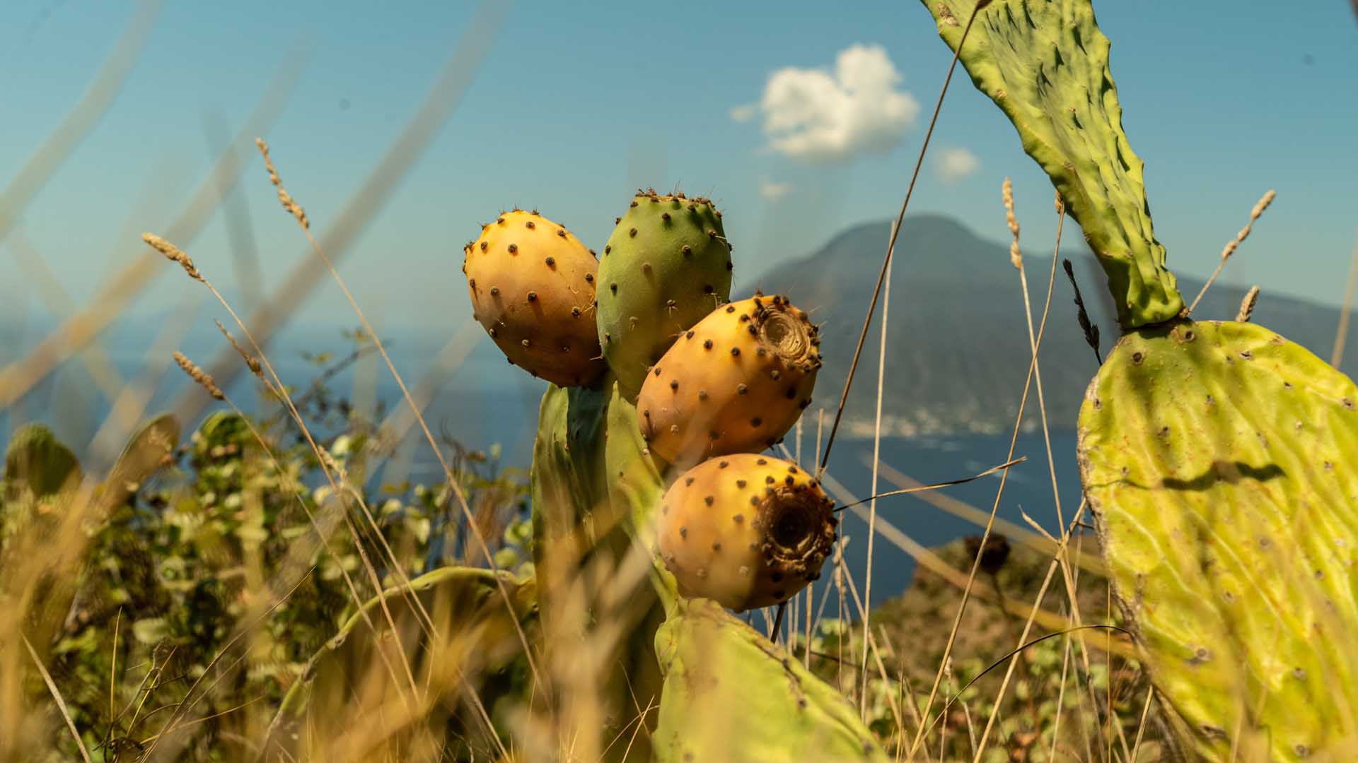Fichi Lipari Vista Mare